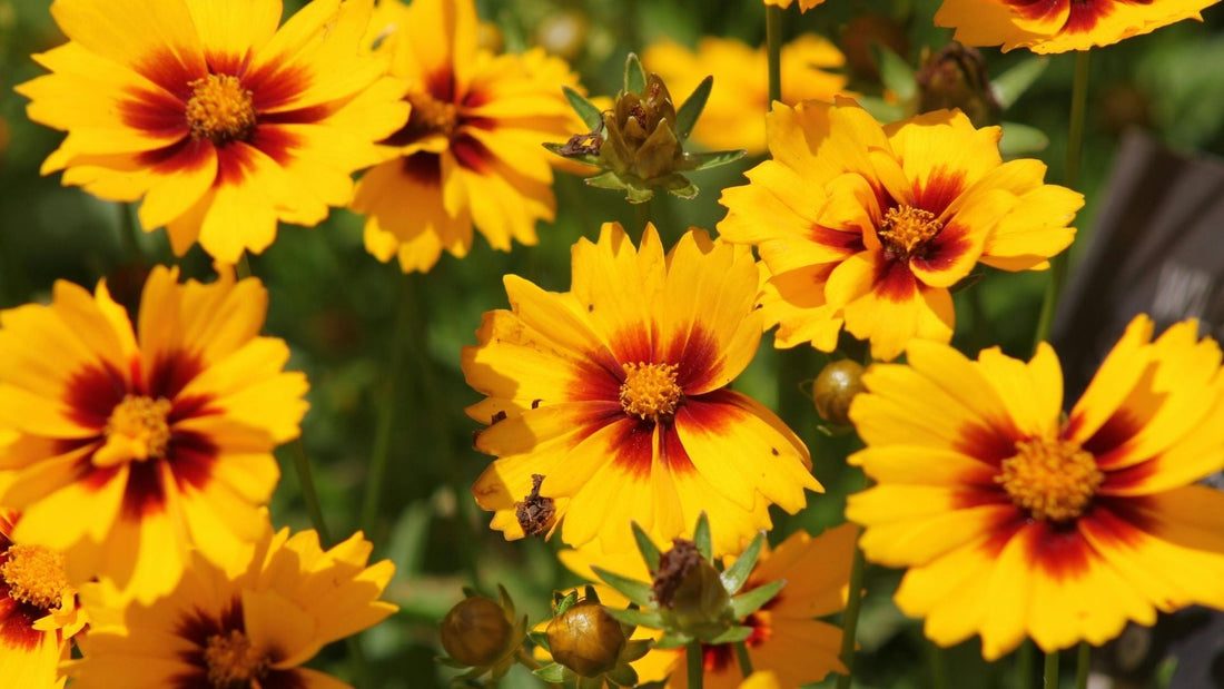 Grow Guide: Dyer’s Coreopsis