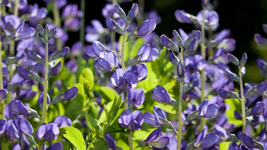 Grow Guide: Indigo