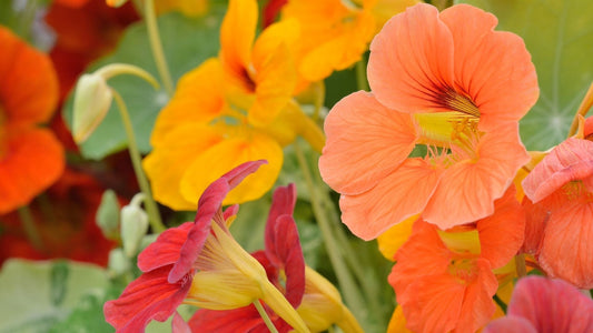 Grow Guide: Nasturtium