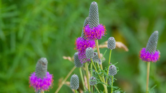 Grow Guide: Prairie Clover