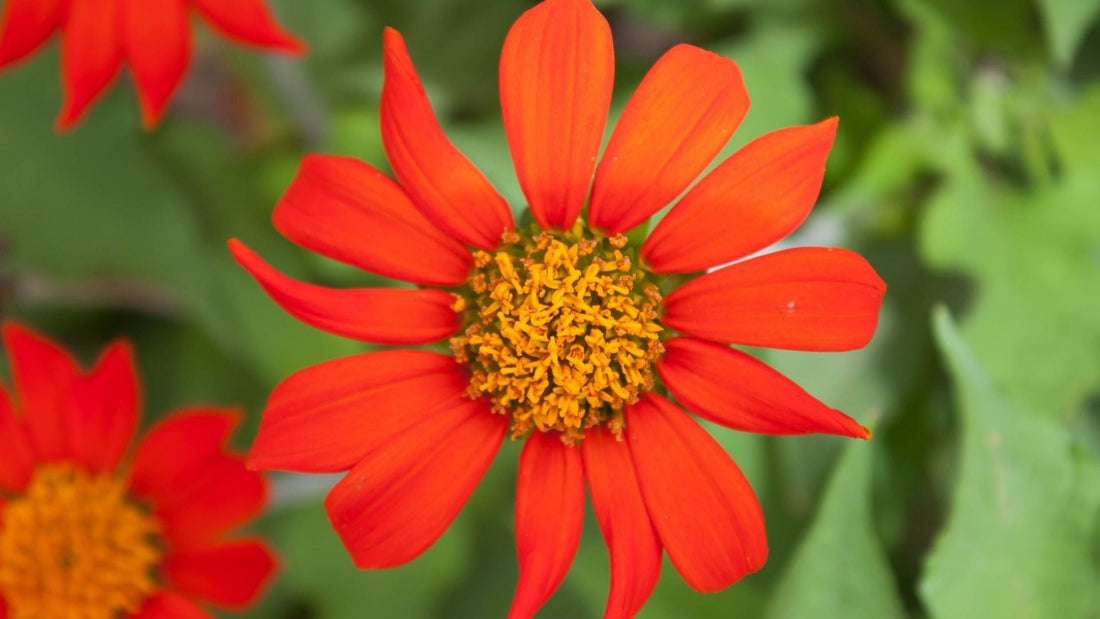 Grow Guide: Tithonia