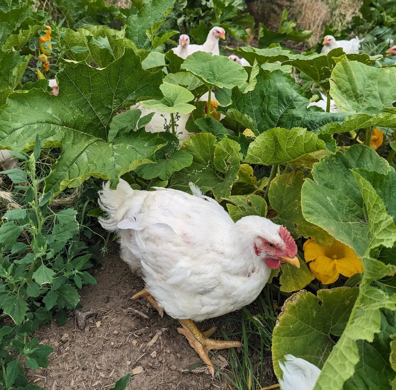 Yard Bird