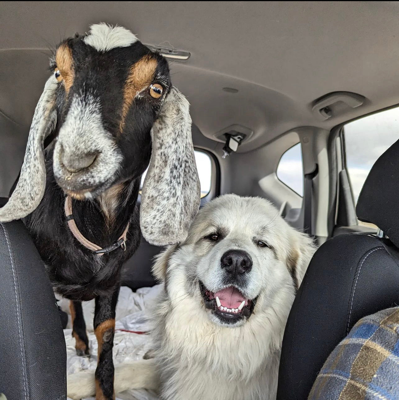 Goat Promenade and Farm Tour