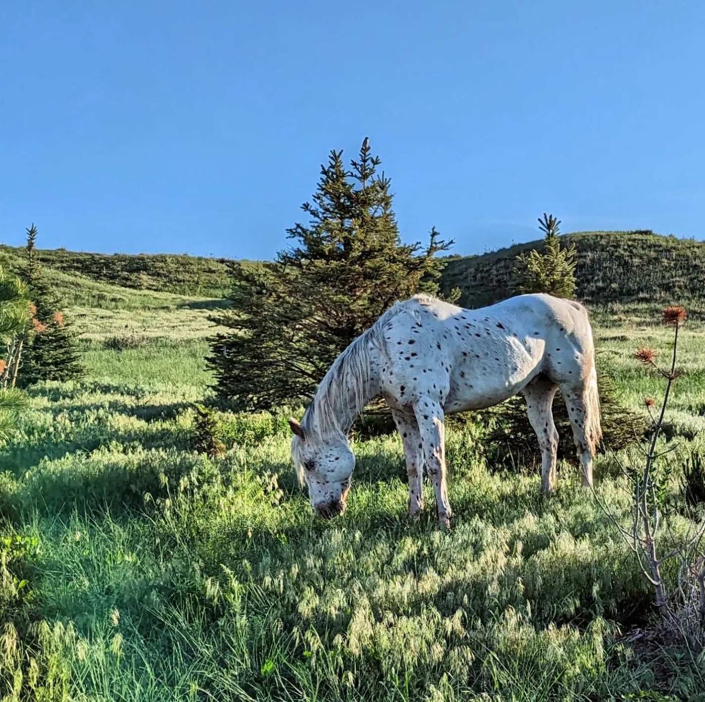 Goat Promenade and Farm Tour