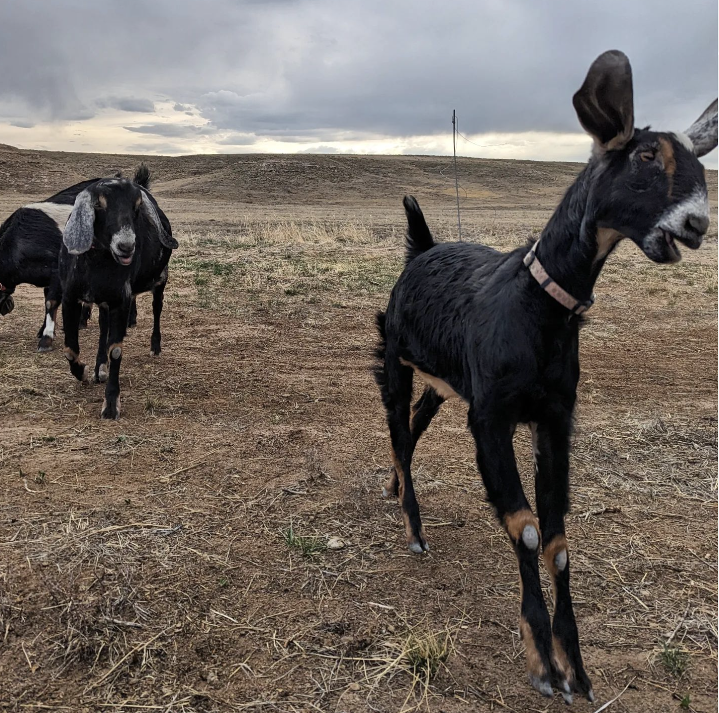 Goat Promenade and Farm Tour