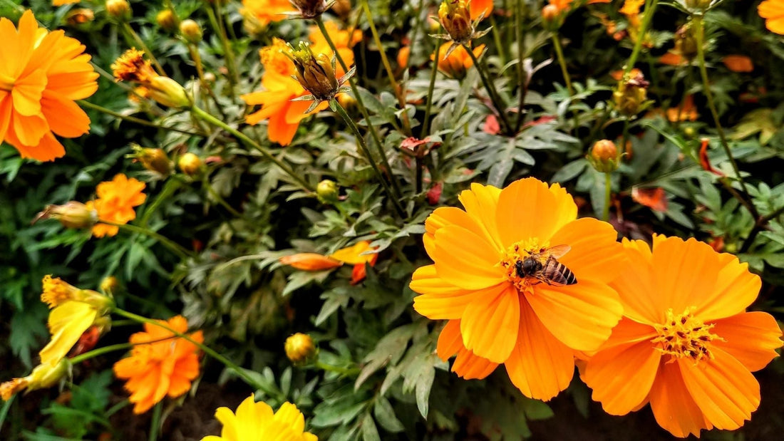 Grow Guide: Sulphur Cosmos